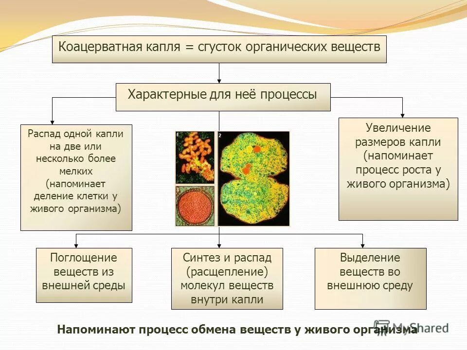 коацерватная теория опарина. развитие животных. формирование и рост организма. рост и развитие растений. среды обитания организмов.