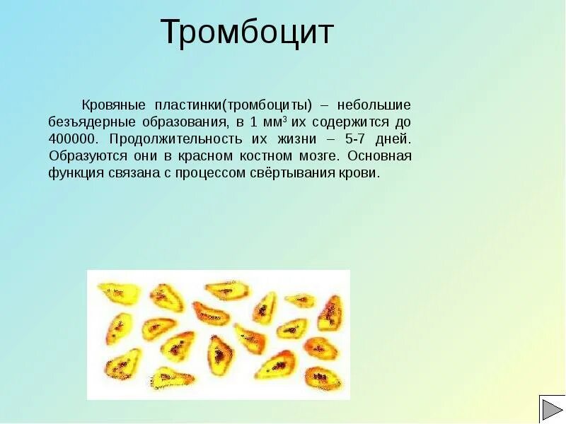 Тромбоциты образуются в красном костном мозге. Тромбоциты рисунок. кровяные пластинки рисунок. строение тромбоцитов. тромбоциты —кровяные пластины.