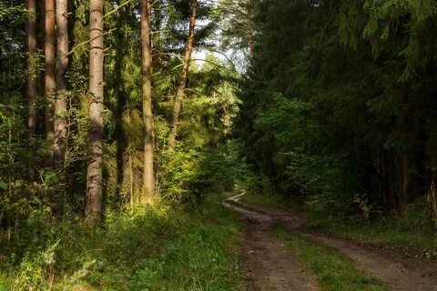 На опушке лес густой