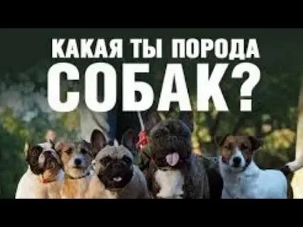 Что ты за собака
