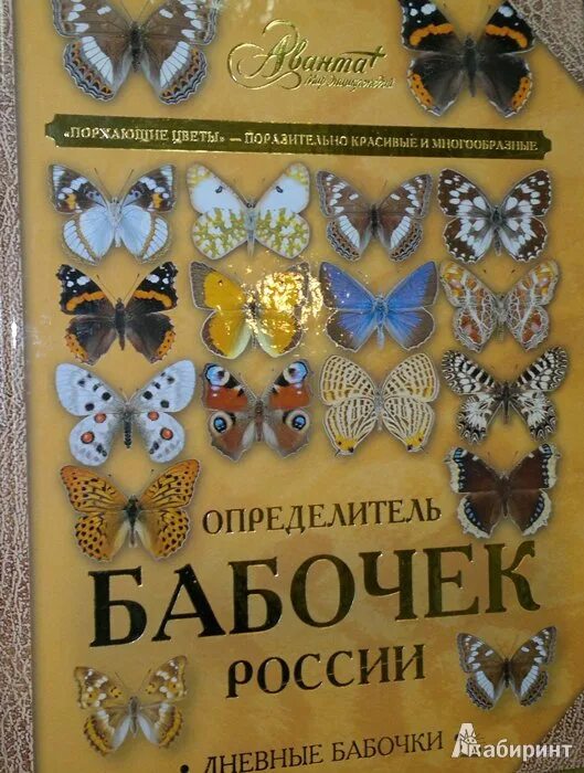 Бабочки россии книга. Определитель бабочек России. Дневные бабочки - Каабак л.в., Сочивко в.а.. Дневные бабочки России Сочивко. Определитель бабочек России. Определитель бабочек России дневные бабочки.