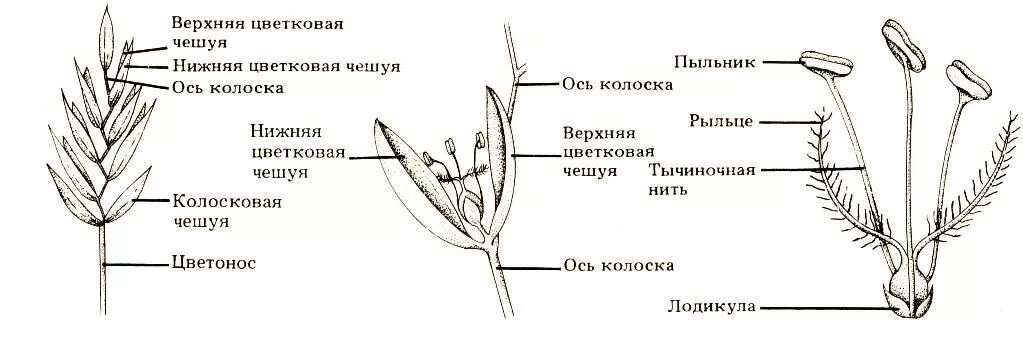Какое строение имеет пшеница. Строение колоска злака. строение цветка злаков. строение цветка злаковых. схема строения цветка семейства злаковые.
