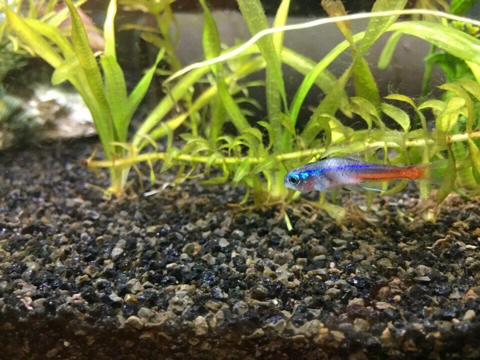 Неоны нерест. Нерест гуппи. Нерест неонов. Неоны нерест. Нерест неонов.