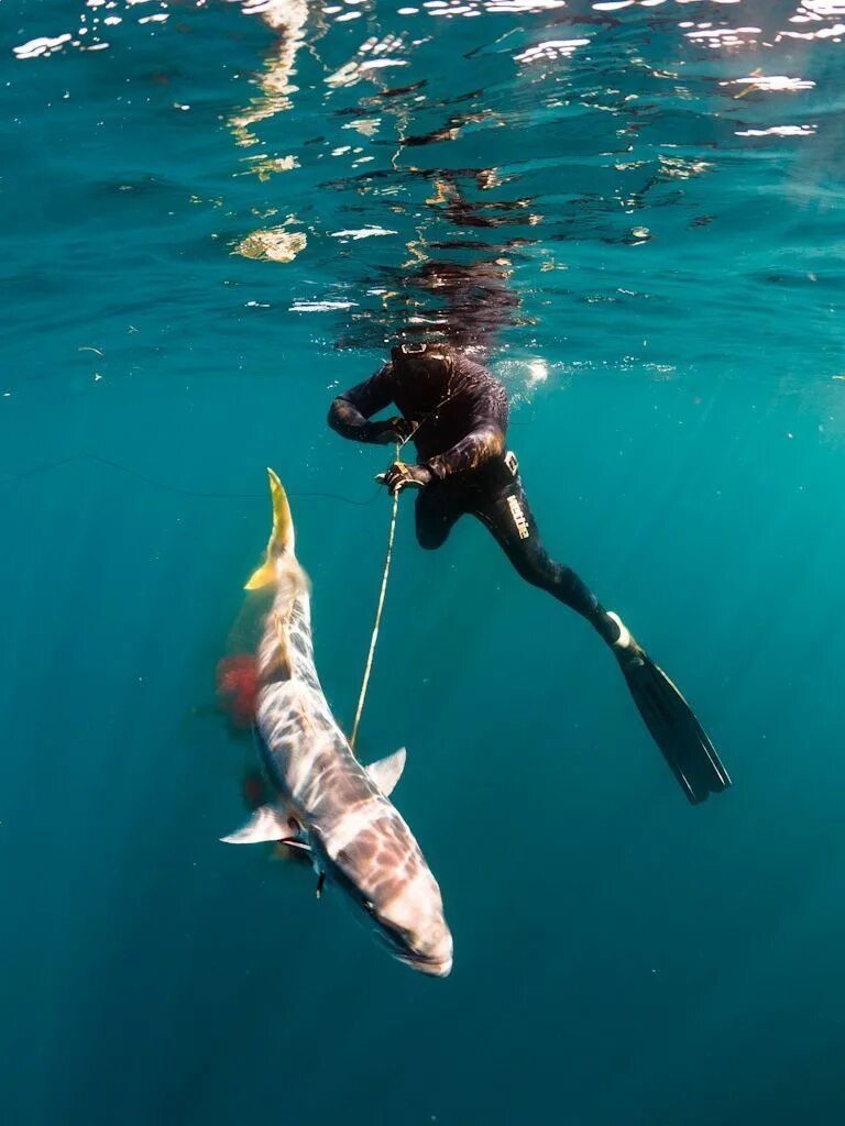 Лов дайв. Javelin Fish рыба. Подводная рыбалка картинки.