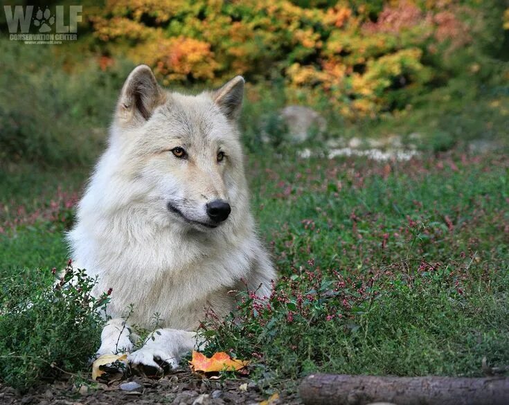 Флоридский рыжий волк. Среднеазиатский волк. Индийский волк. Волк canis lupus. Аравийский волк.