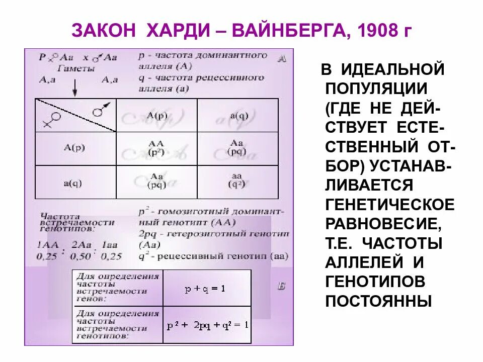 Состояние равновесия харди вайнберга. Частота аллелей в популяции. Идеальная популяция закон Харди Вайнберга. В идеальной популяции Харди Ванберг. Равновесие популяции по Харди Вайнберга.