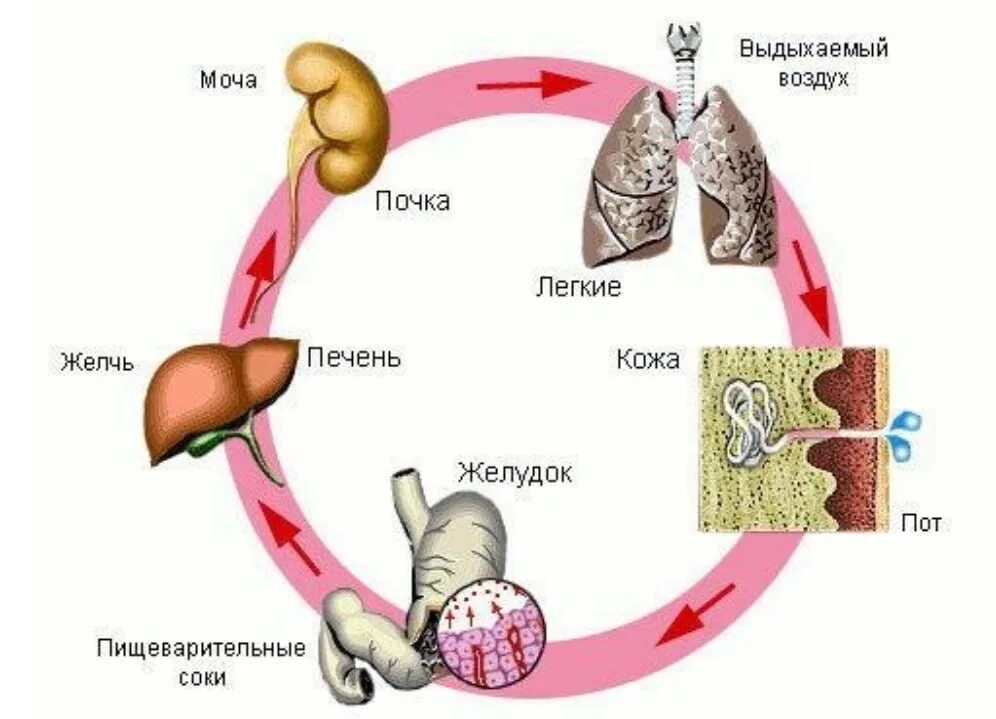 Какие органы участвуют в выведении продуктов распада. Выделительная функция печени. Выделение продуктов обмена веществ. Выделение веществ из организма. Выделение конечных продуктов метаболизма.