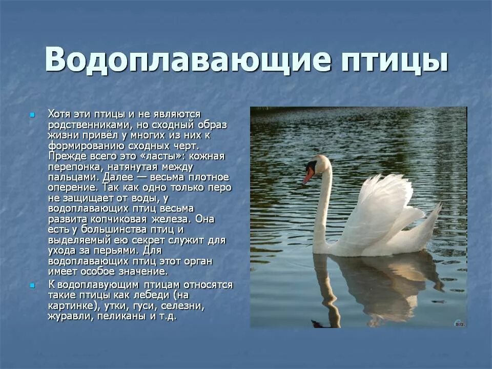 Особенности водоплавающих птиц. Сообщение о водоплавающих птицах. Доклад о водных птицах. Образ жизни водоплавающих птиц. Птицы водоплавающие и околоводные.