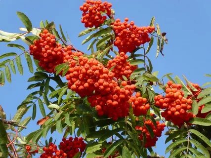 Плод рябины называется
