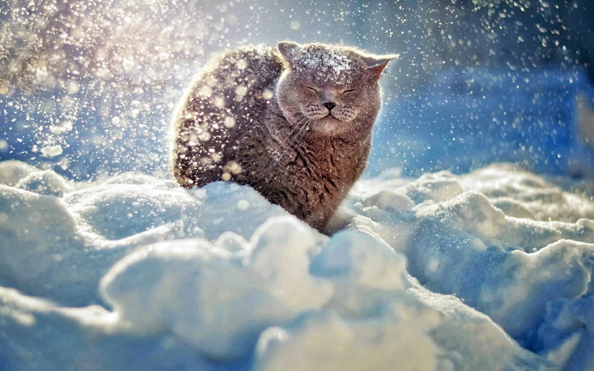 Снежный день на русском. Аляскинский снежный кот. Снежное утро. Снег. Кот зима.