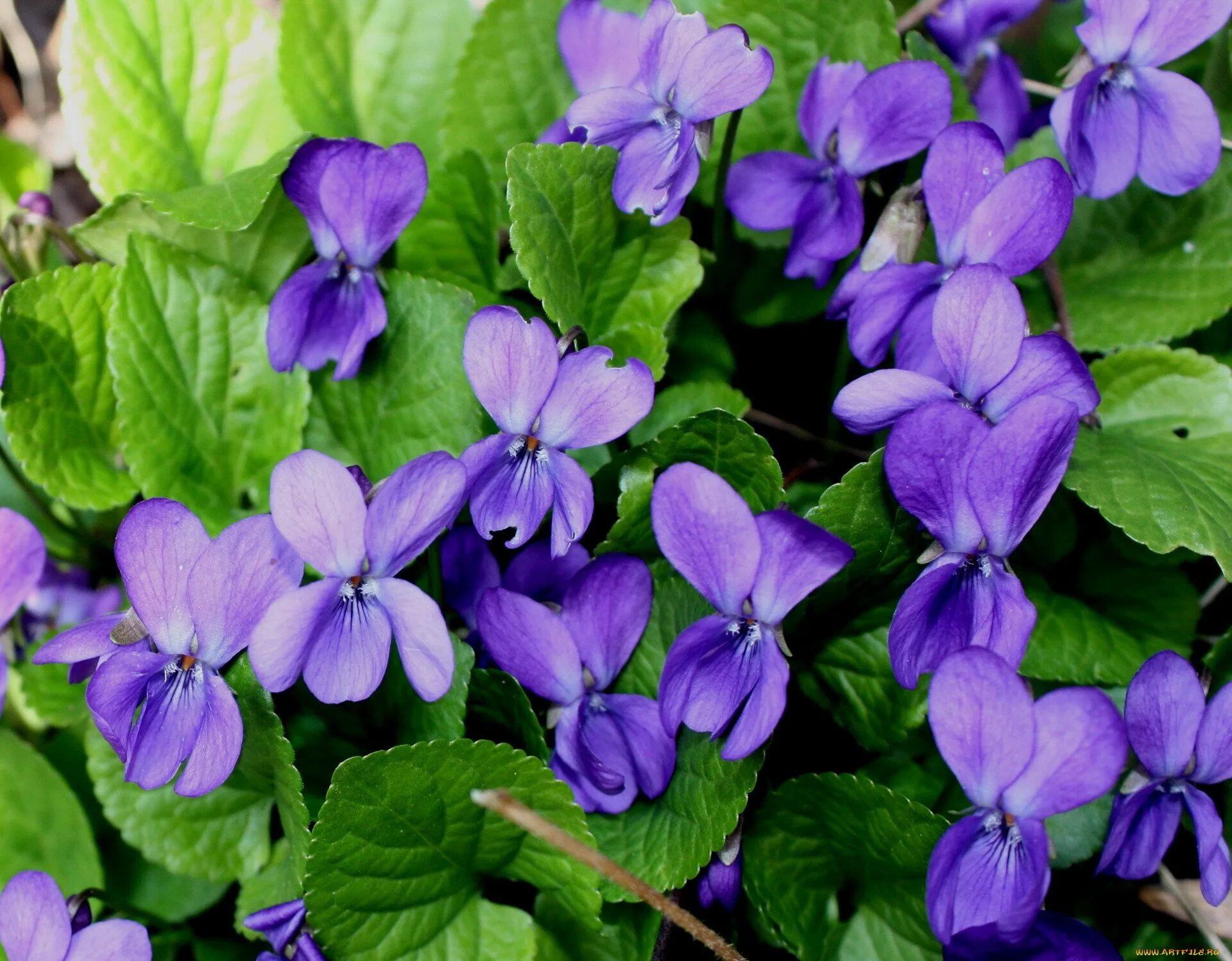 Фиалка (Viola odorata). Фиалка душистая Лесная. Фиалка Лесная одората Viola odorata. Фиалка Виола душистая. Фиалка мелкие