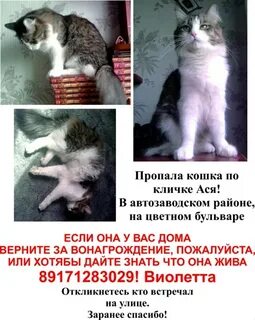 Сон пропавшая кошка