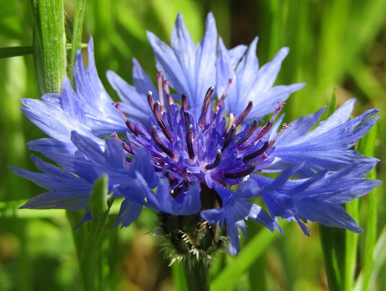 Названия васильков. Василек полевой. Василек голубой Centaurea cyanus. Василек синий полевой. Василек Луговой синий.