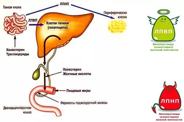 Холестерин как образуется в организме. Холестерин образуется в печени. Холестерин синтезируется в печени. Функции холестерина в печени. Печень выделяет в кровь