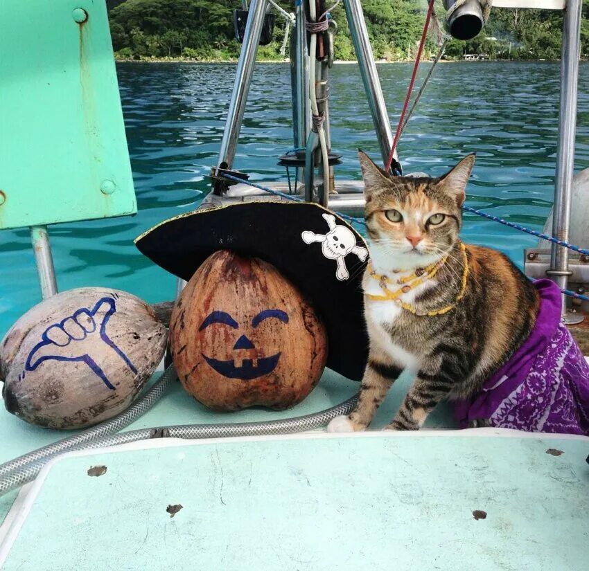 Кот моряк. Кот в лодке. Кошка в лодке. Кругосветное путешествие кота
