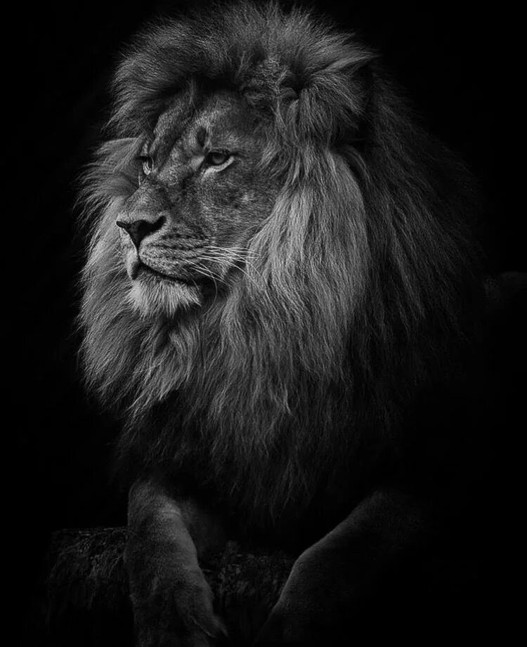 Lion King BW Black and white lion, Lion photography, Lion