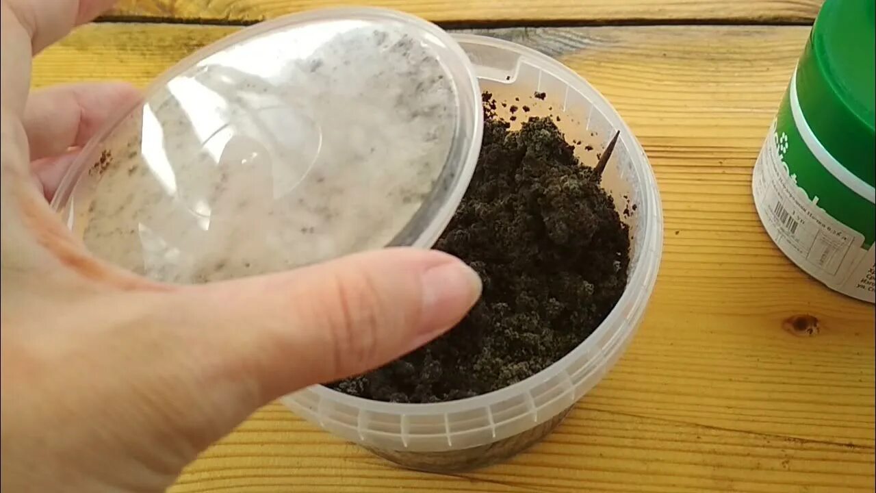 Петуния всходы тонкие. Почему не получается вырастить. Семена для рассады. Всходы петунии. Петуния цветы рассада.