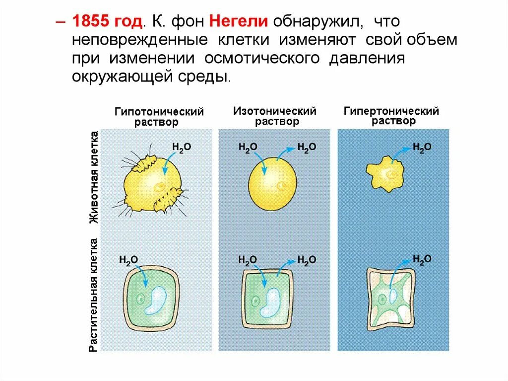 Физическое состояние клетки. Осмос в животной клетке. Растительная клетка в гипертоническом растворе. Клетка в гипертоническом растворе. Изотонический гипертонический и гипотонический растворы.