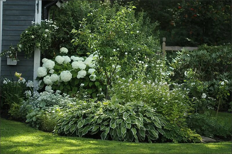 Саженец белого дерена 'Сибирика Вариегата'/Cornus alba Sibirica Variegata С12/25