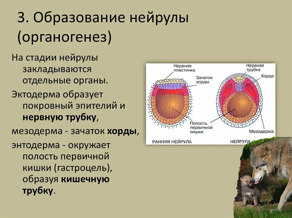 Три стадии характеризующие стадию органогенеза. Мезодерма в нейруле. Образование нейрулы. Органогенез нейрула. Строение нейрулы человека.