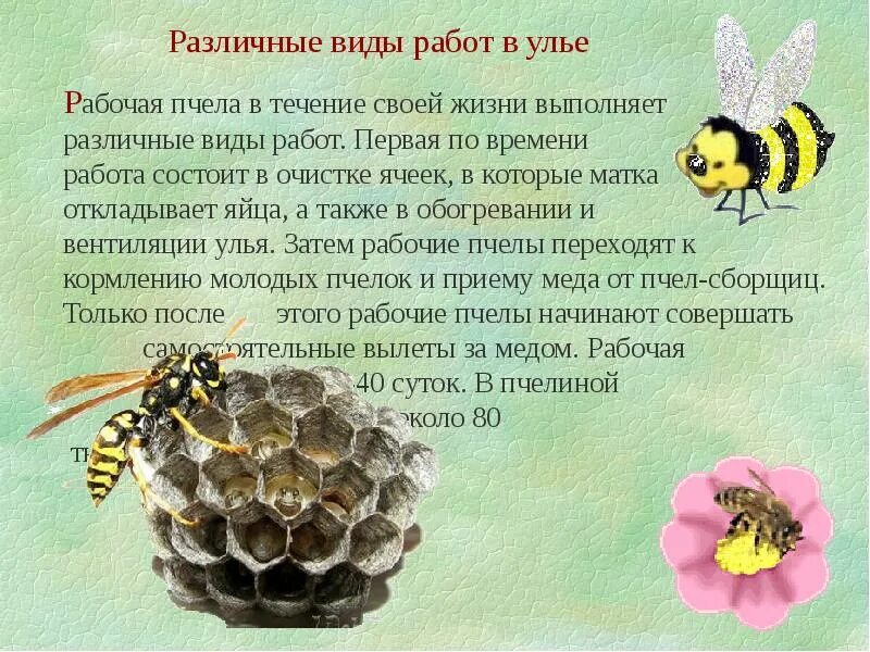 Интересное сообщение о осах