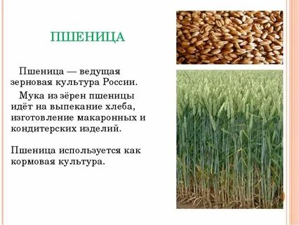 Посеем рожь овес ячмень и кукурузу песня