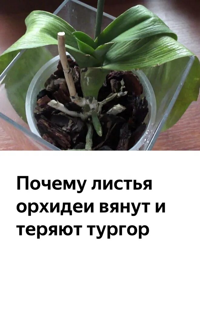 Почему вянут цветы орхидеи. Фаленопсис вянут листья. орхидея фаленопсис листья. орхидея фаленопсис вянут листья. вянут листья у орхидеи.