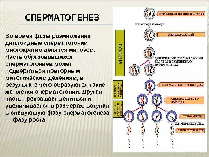 Фаза размножения сперматогенеза. Сперматогенез эквационное деление. Первичные половые клетки многократно делятся митозом. Фаза роста сперматогенез. Что образуется в результате митоза