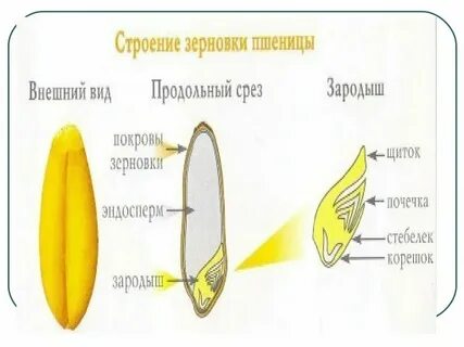 Зародыша злаков
