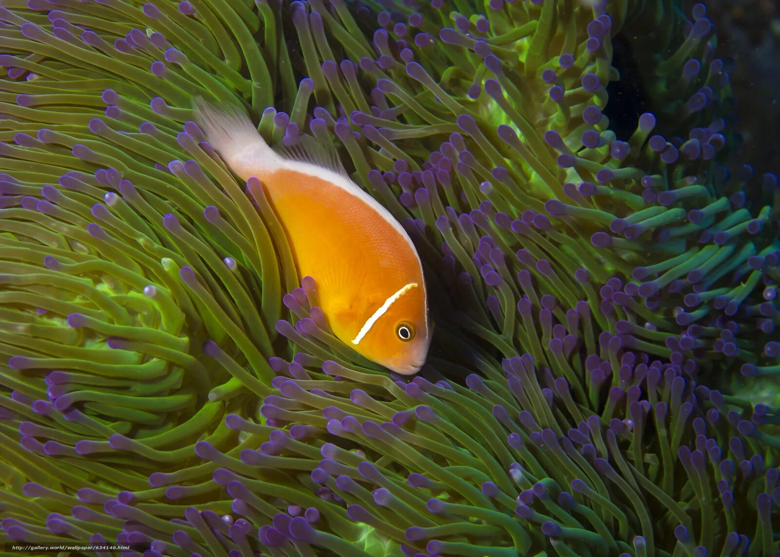 зостера взморник. необычные морские обитатели. рыба ест водоросли. подводный мир реки. рыбы в водорослях.