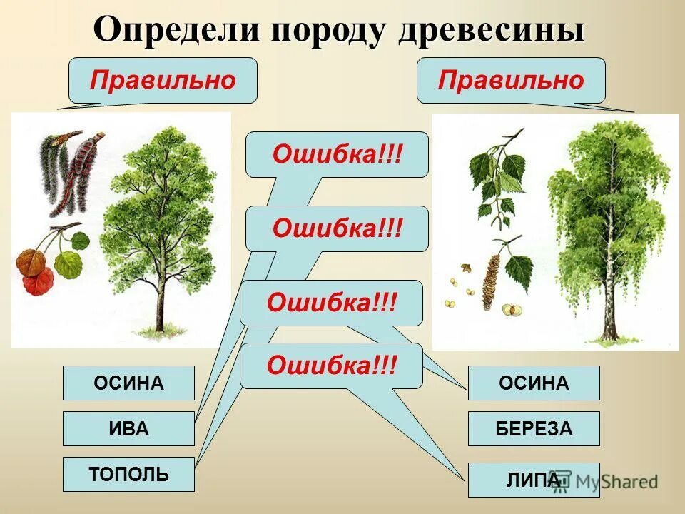 Как отличить осину