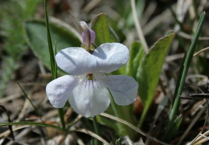 фиалка дикая описание. первоцвет фиалка лесная. фиалка дикая описание. фиалка дикая описание. фиалка надрезанная viola incisa.
