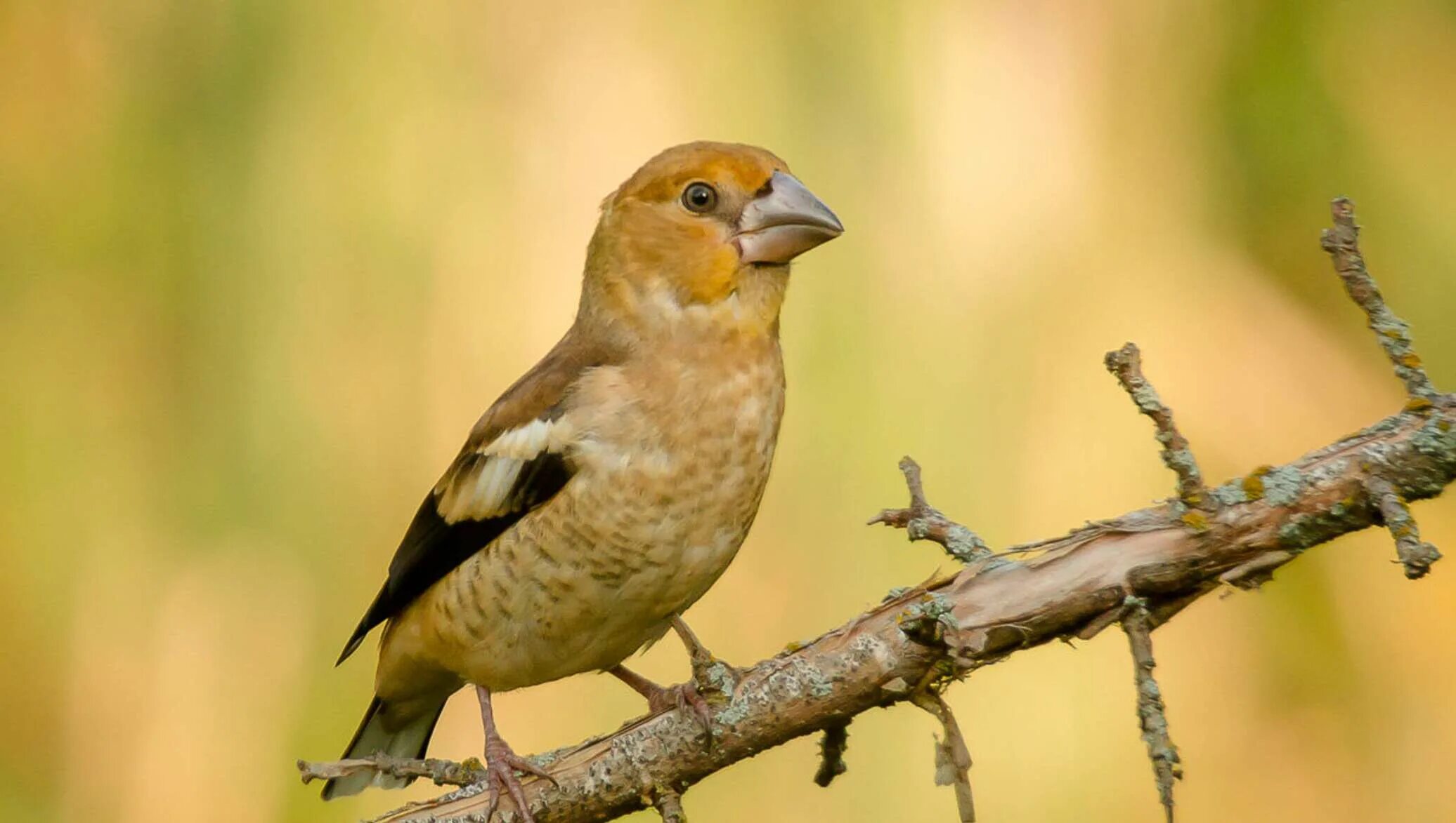 Обыкновенный Дубонос. Дубонос coccothraustes coccothraustes. Дубонос птица самка. Дубонос обыкновенный птица. Дубонос самка