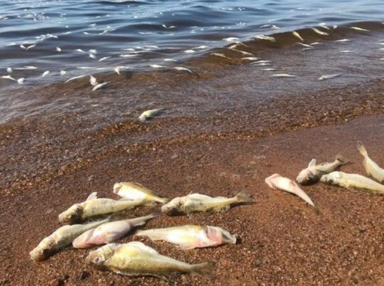 Сон мертвые рыбки. Финский залив мертвая рыба. Мертвая рыба на берегу финского залива. Рыба на берегу.