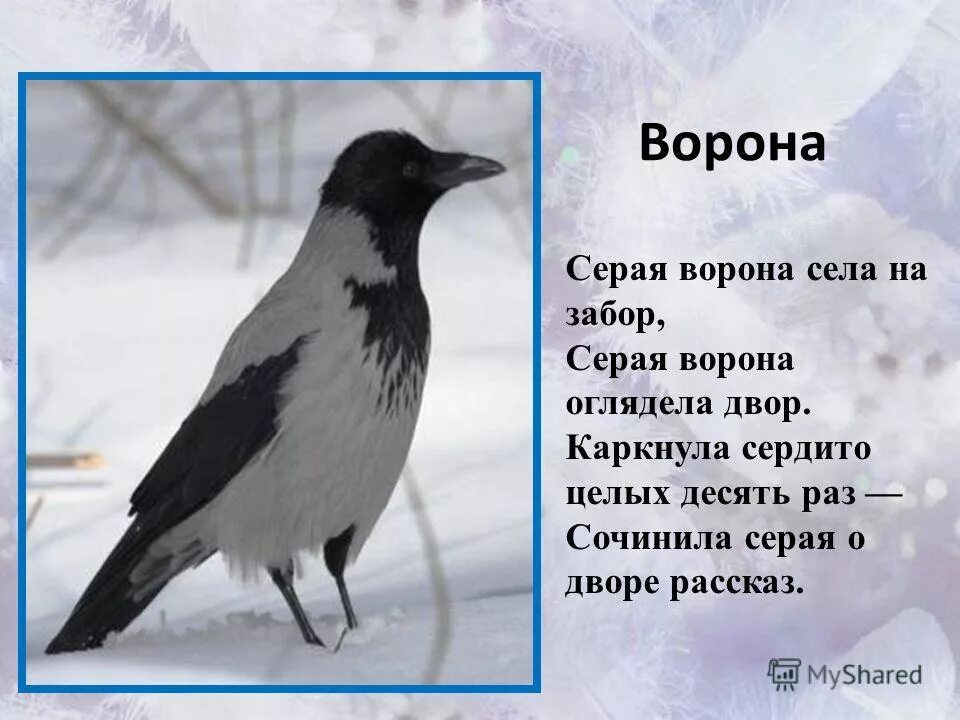 Стишки про ворону. Загадка о вороне для детей. Загадка про ворону для детей. Стихи о вороне для детей. Стих про ворону для детей.