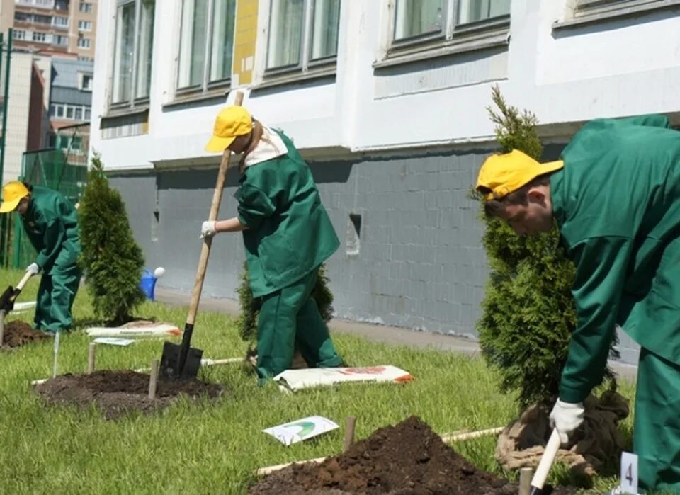 Специалисты по благоустройству территории. Специалисты по благоустройству территории. Работы по благоустройству территории. Мку г. Садовник озеленитель.