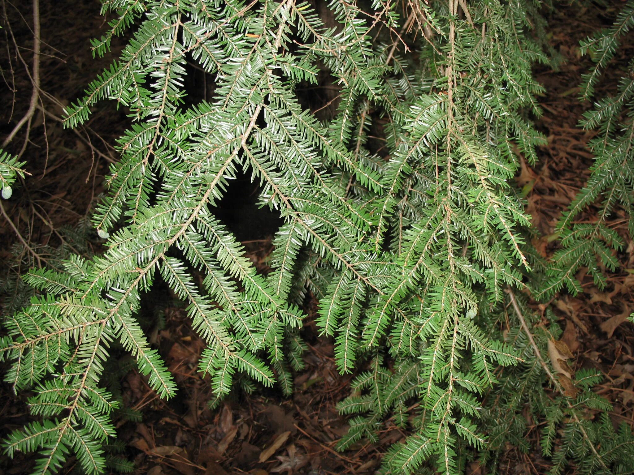 Тсуга Западная Tsuga heterophylla. Тсуга канадская Tsuga canadensis. Тсуга канадская Пендула. Тсуга канадская Jeddeloh.