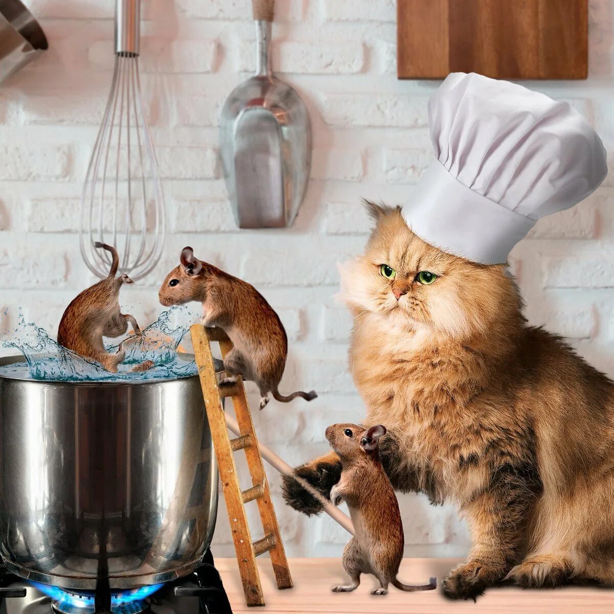 Cats kitchen. Кот повар. Котенок на кухне. Кошка на кухне. Кот шеф повар.