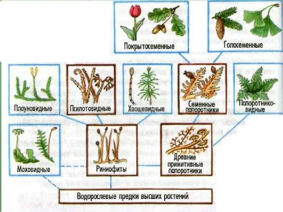 Схема происхождения высших растений 5. Происхождение и Эволюция высших растений схема. Схема происхождения высших растений 5 класс биология. 5 основных групп растений