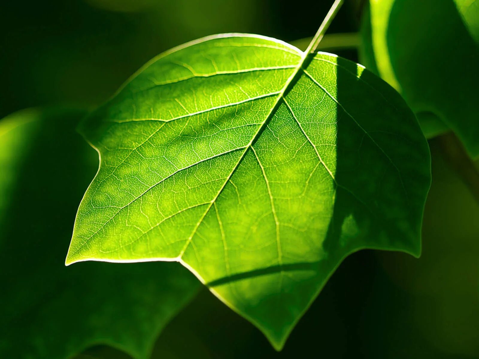 Natural leaves. Красивые листья. Зеленый лист. Листья растений. Красивое литье.
