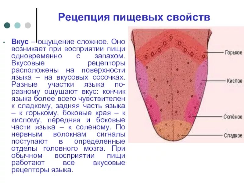 Виды вкусовых ощущений. Вкусовые рецепторы ротовой полости. рецепторы языка человека схема. схема расположения вкусовых рецепторов на языке. вкусовые рецепторы на языке человека.