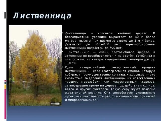 Сообщение о лиственнице. Сообщение о ливствинице. сообщение на тему лиственница необычное хвойное дерево. лиственница информация.