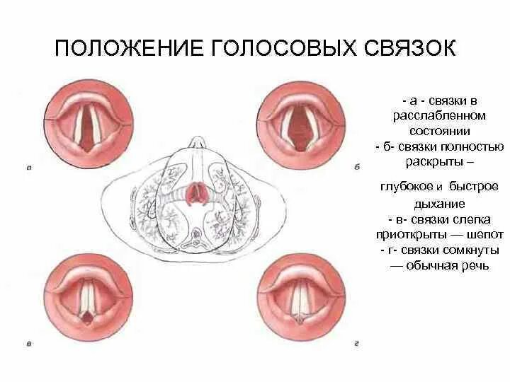 Положение голосовых связок. Голосовые связки у человека. Ложные голосовые связки.