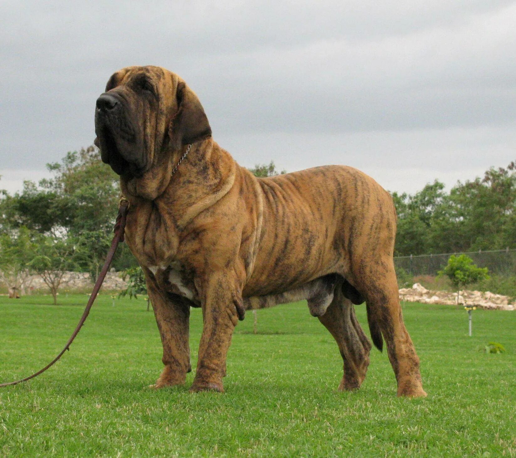Самая большая собака название. Неаполитанский мастиф Геркулес. Фила бразилейро. Фила бразилейро мастиф. Фила бразильяна.