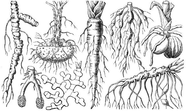 З ж корни. Корни разных растений. Корневая система различных растений. Разные корневые системы. Корень и корневая система.