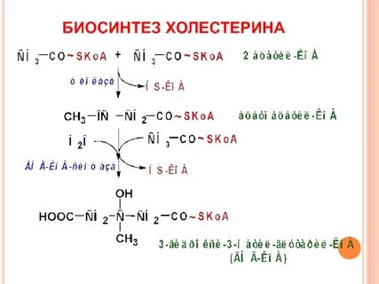Биосинтез холестерина