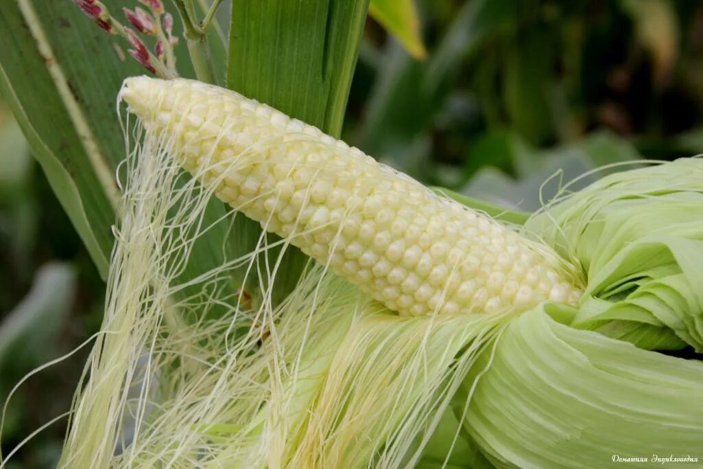Простой початок. Кукуруза соцветие початок. Кукуруза Маис. Шелковистых нитевидных пестиков початков неспелой кукурузы. Кукуруза обыкновенная (Маис) соцветие.