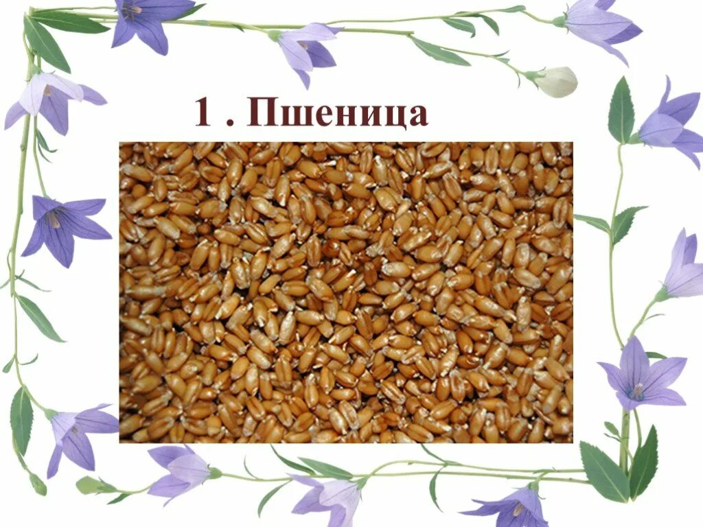 Пшеница 1 класса. Детям о пшенице в детском саду. пшеница надпись. о пшенице детям 3 класс. табличка пшеница для детей.