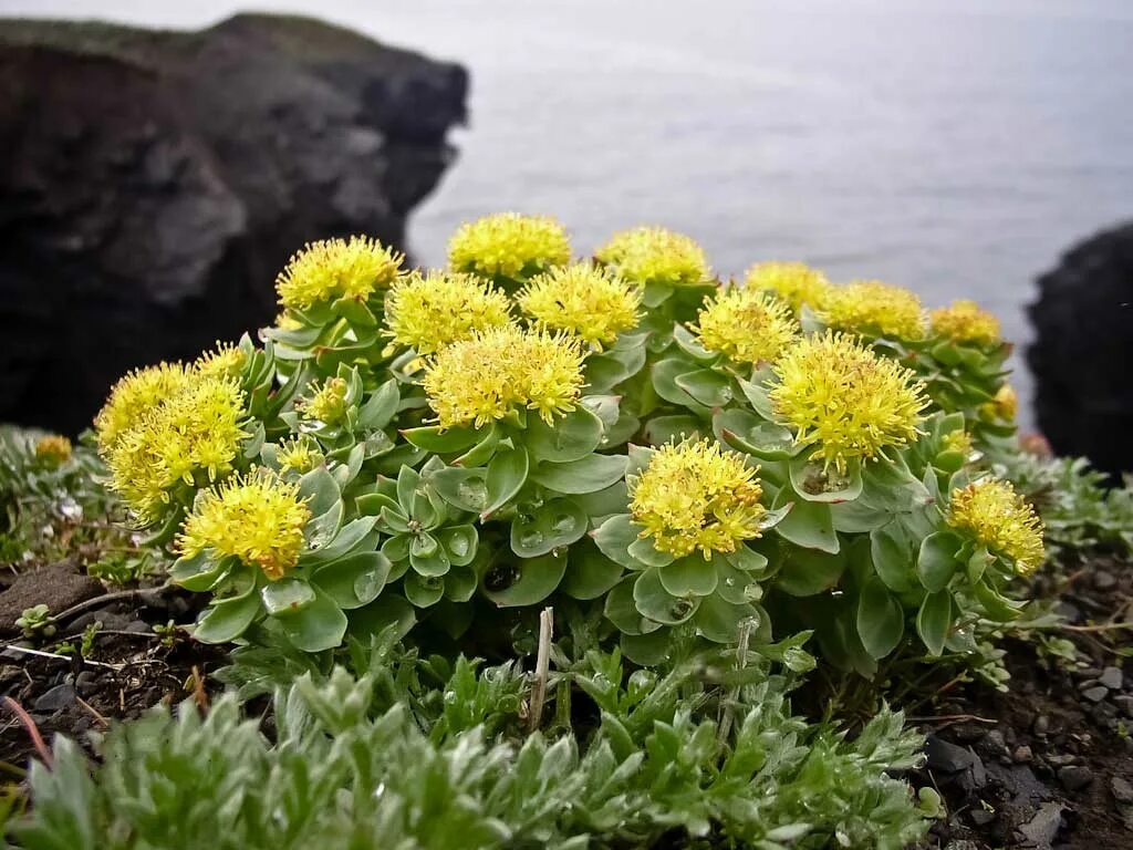 Rhodiola rosea. Родиола розовая Rhodiola rosea. Растение родиола розовая (золотой корень). Корень золотой корень родиола. Родиола розовая (Rhodíola rósea).