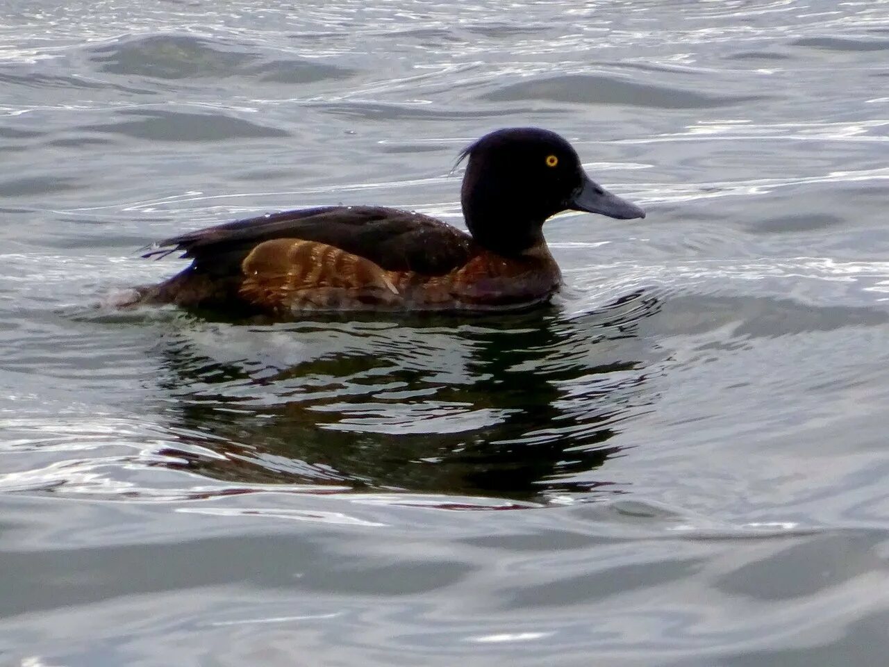 File:'Anas platyrhynchos' duck Mallard at Henham Essex England 02.jpg - Wikimedi
